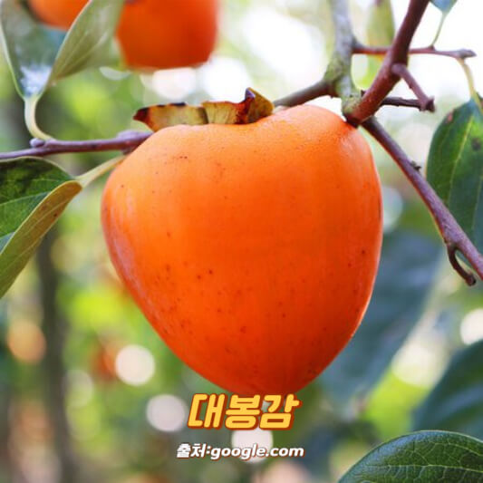 대봉감 곶감 만들기