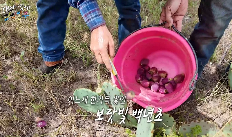 백년초 채취