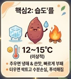 고구마 보관하는법