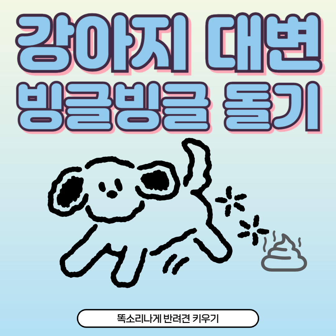 강아지 대변 전 빙글빙글 돌기