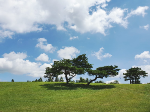 경주 가볼만한 곳 화랑의언덕