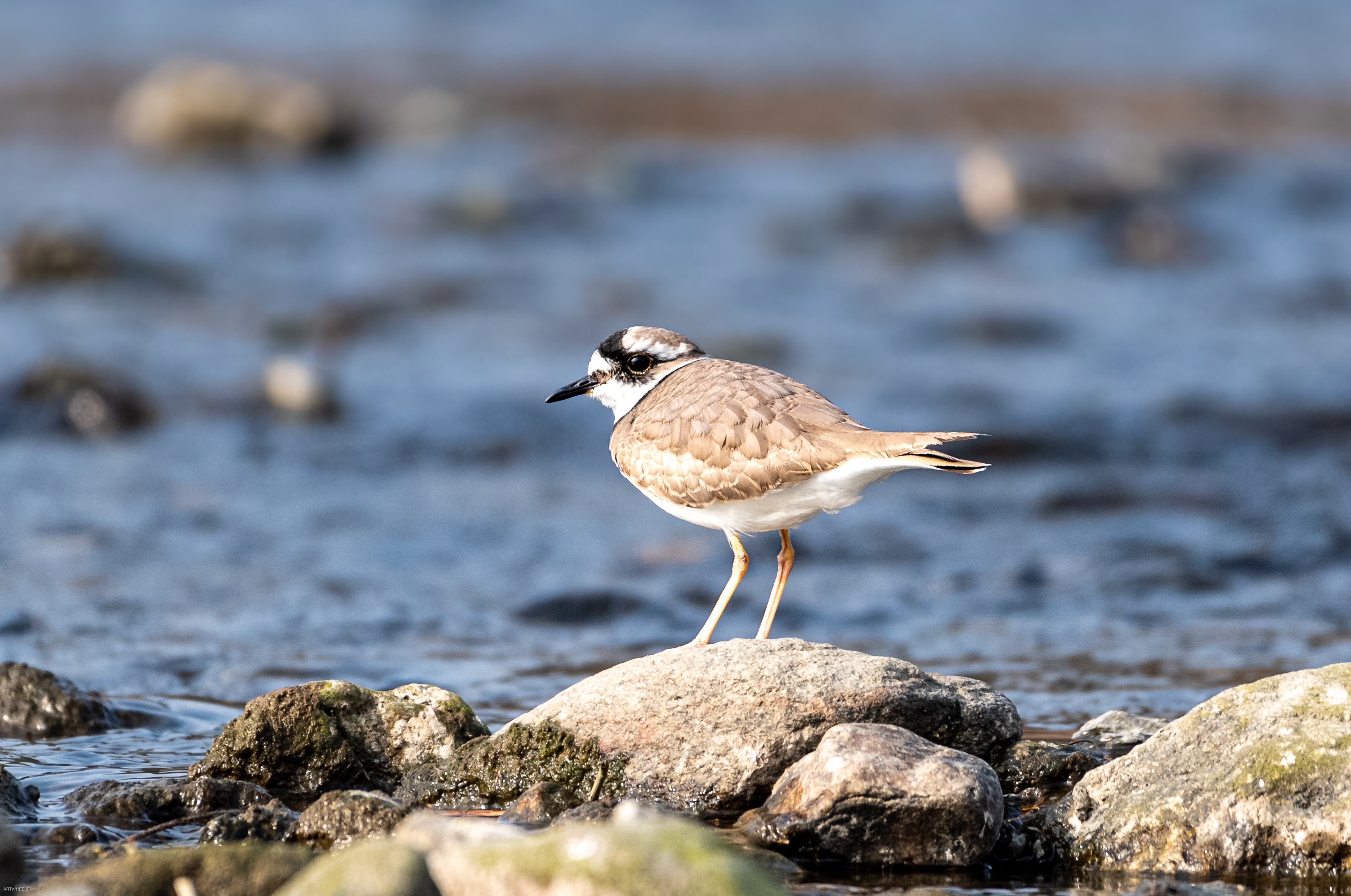 흰목물떼새, 갯벌 위의 마지막 경계자