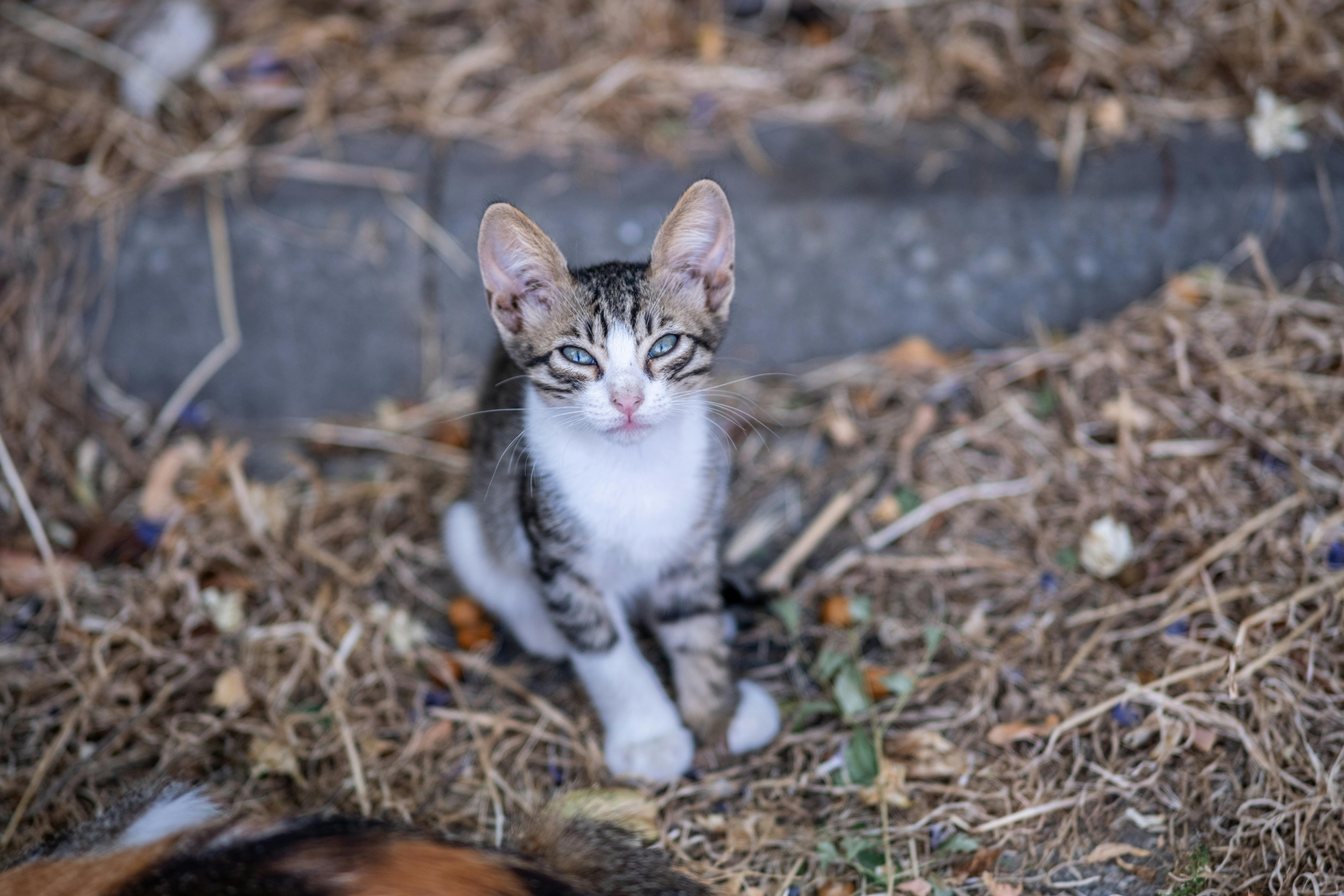 유기묘 입양에 관한 사진
