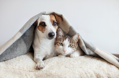 천을 쓰는 고양이와 개.