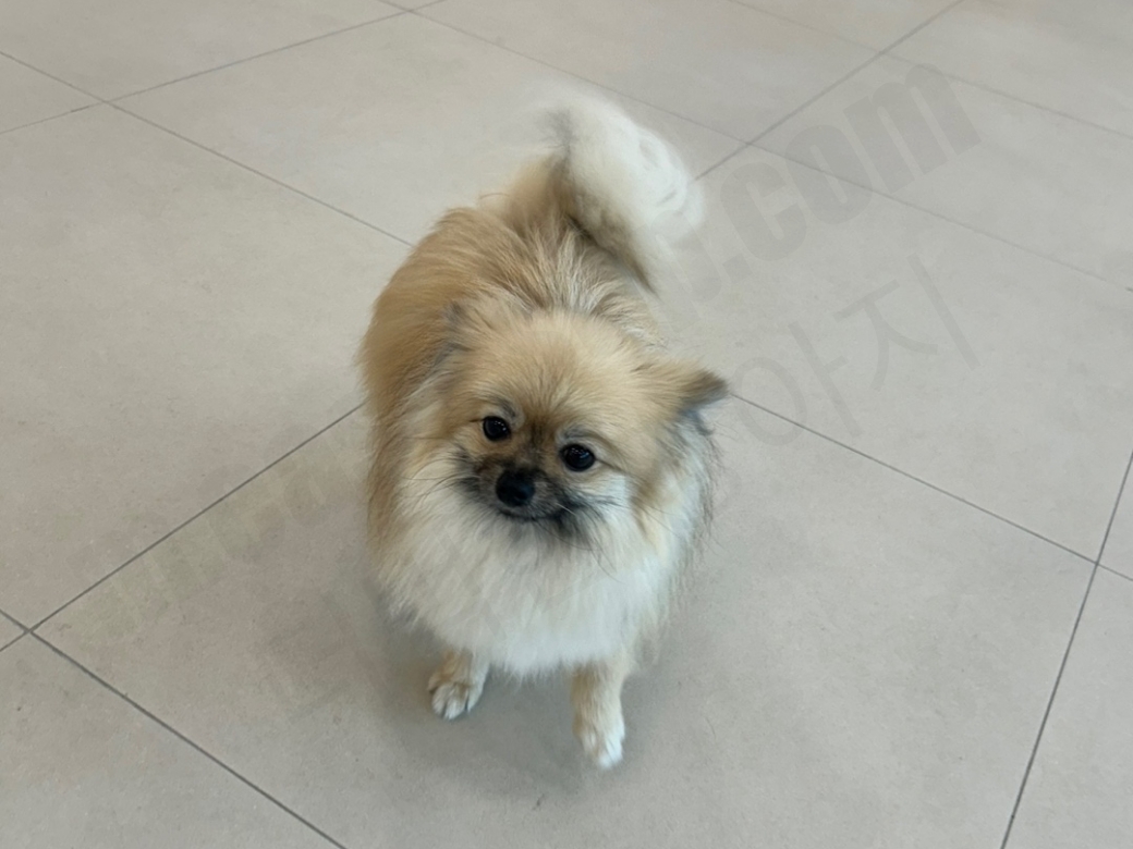 꼬리를 흔드는 세이블 포메라니안