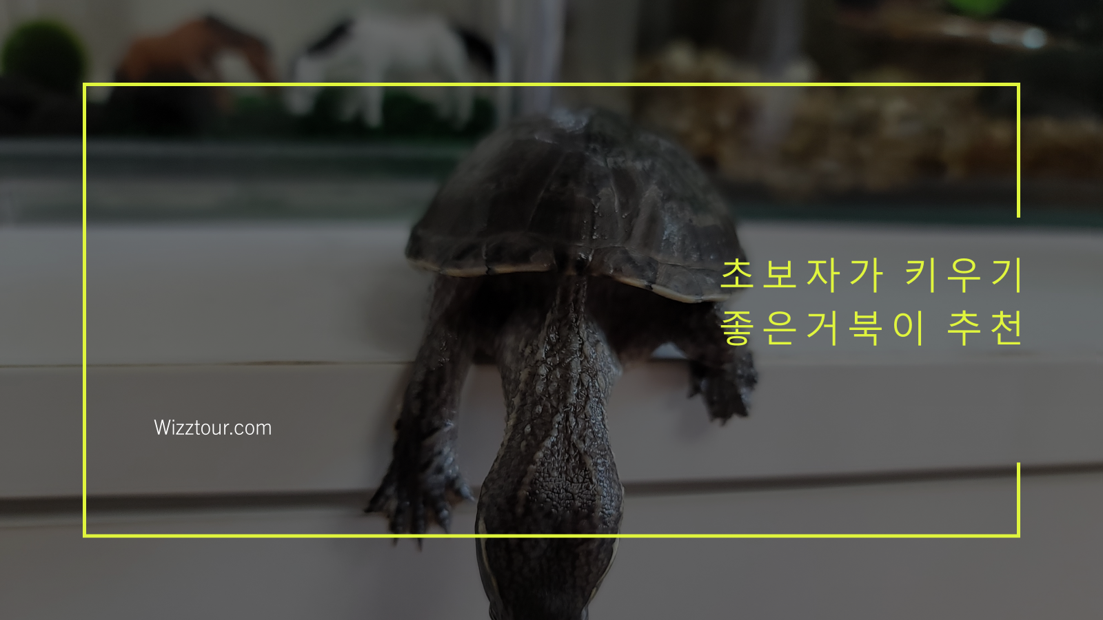 초보자가 키우기 좋은 육지 및 반수생 거북이 추천