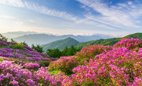 봄 산행 추천! 전국 철쭉 명소 BEST 5, 황매산·일림산·바래봉·불암산