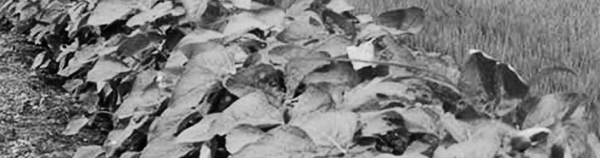 서리태 콩물두유, 서리태 효능, 서리태 가루, 서리태 볶음 등