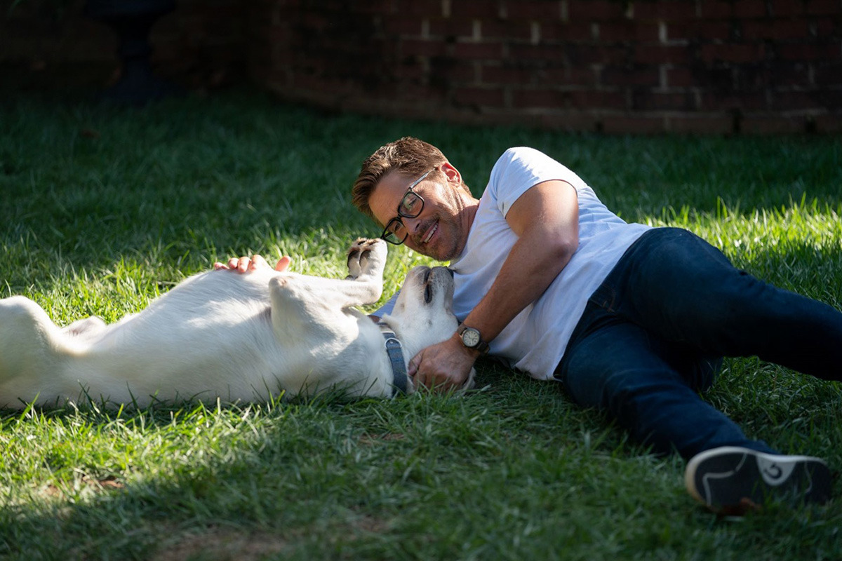 도그건 관련 사진