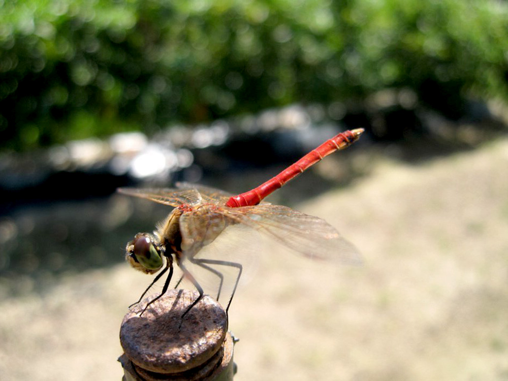 조용필의 고추잠자리