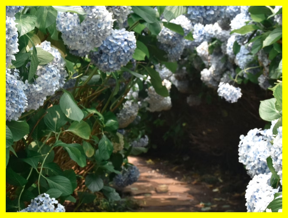 제주 비 오는 날 가볼만한곳, 제주 여유로운 여행, 제주 꽃 시즌, 제주 동백 시즌, 제주 사진여행, 제주 정원 걷기, 제주 테마정원, 제주 경치 좋은 곳, 제주 봄꽃축제, 제주 SNS 감성 장소