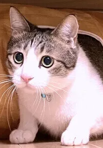 고양이가 토했을 때 주인의 올바른 대응