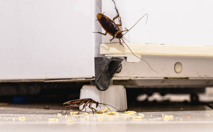 바퀴벌레 없애는 방법