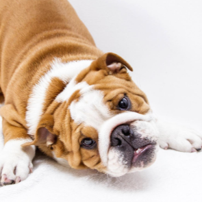 알러지로 바닥을 부비다가 고개를 든 강아지