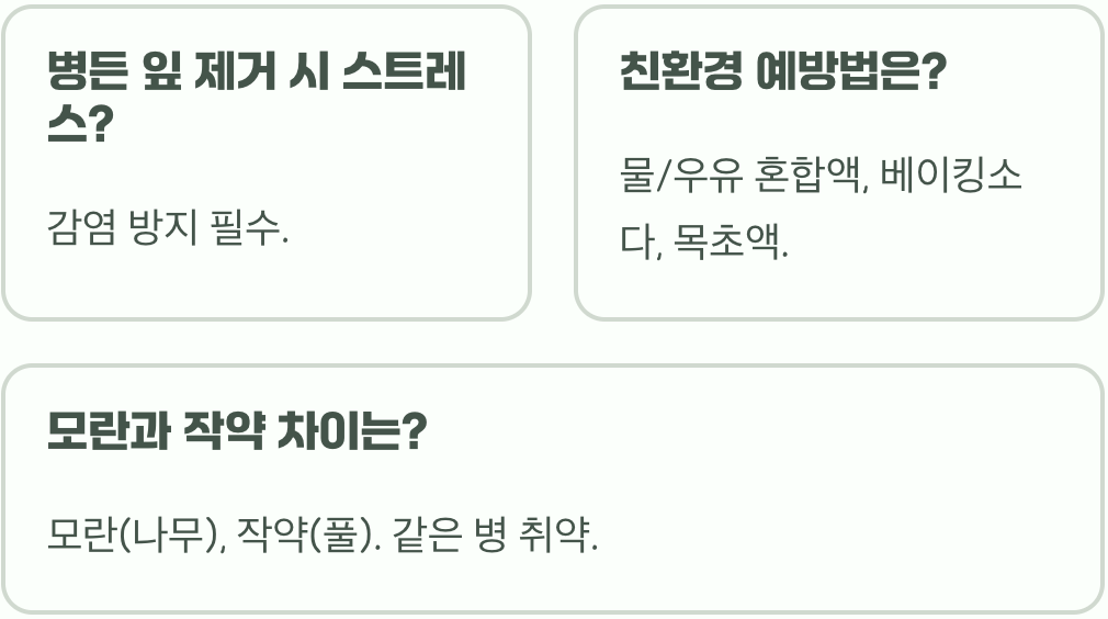 모란꽃&amp;#44; 병들었을 때 나타나는 잎의 이상 신호와 응급 처치