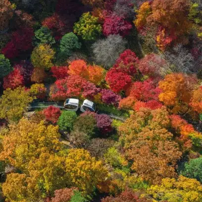화담숲 가을단풍축제