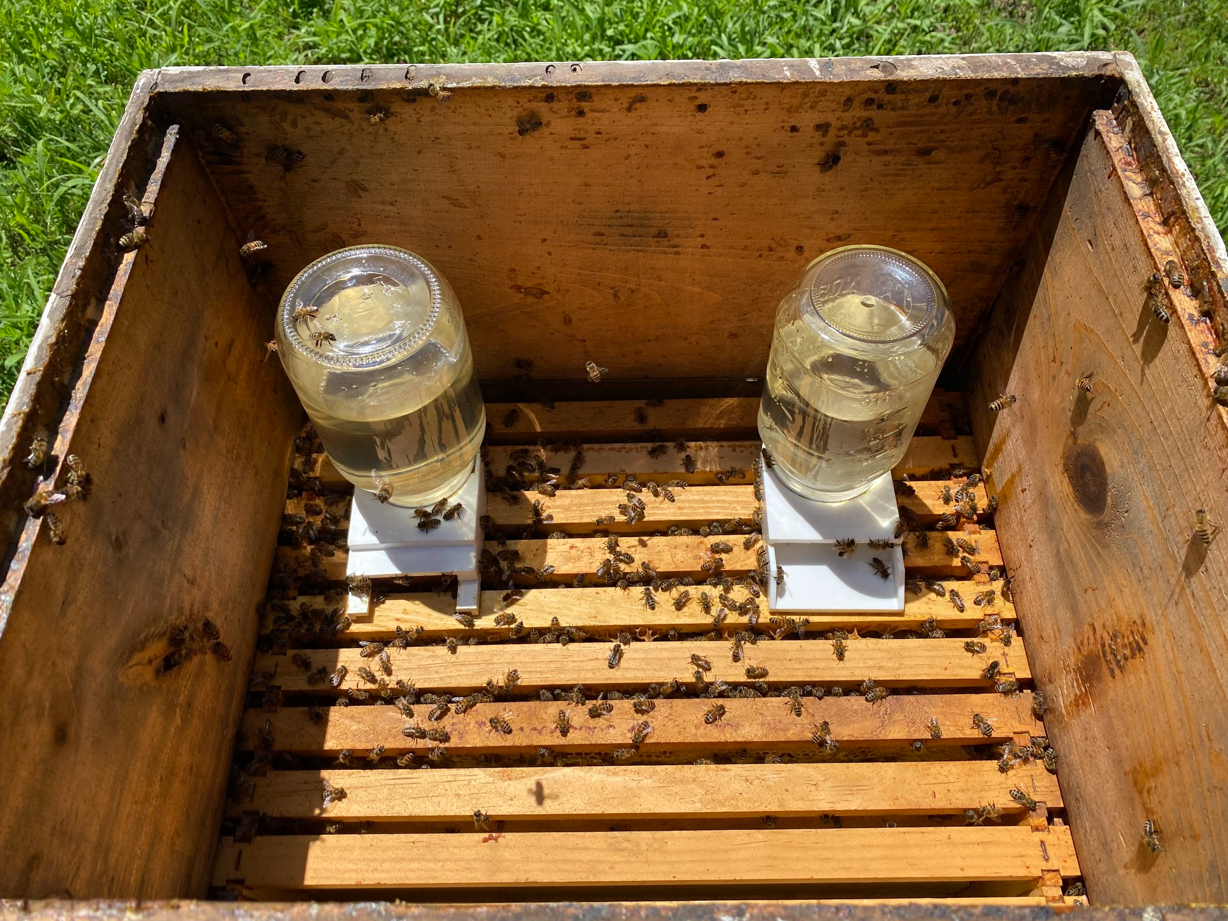 사양벌꿀 진짜벌꿀 차이