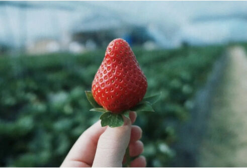 딸기