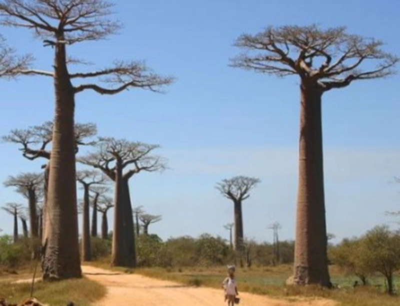 바오밥나무란 포토 이야기 정리