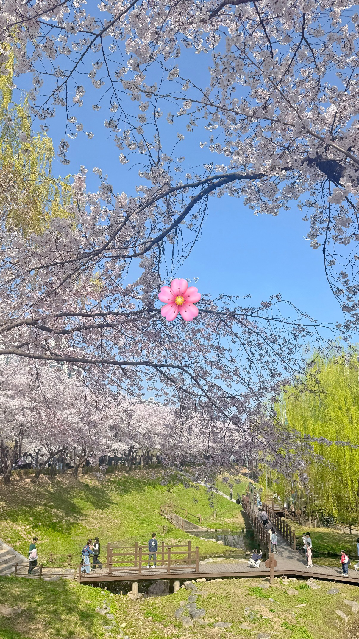 벚꽃막차명소