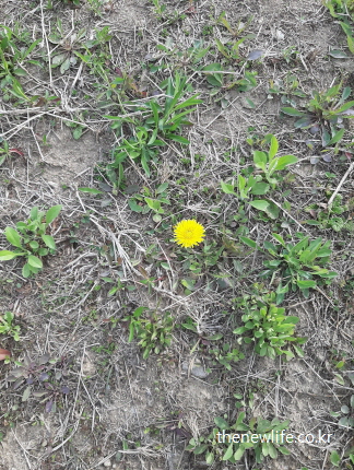 들판에 홀로 피어난 노란 민들레꽃 한 송이