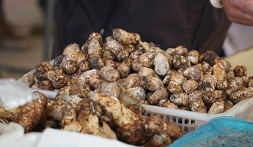 송이버섯 가격, 송이버섯 채취시기, 송이버섯 효능