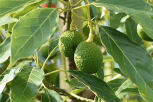 치매에 좋은 음식11