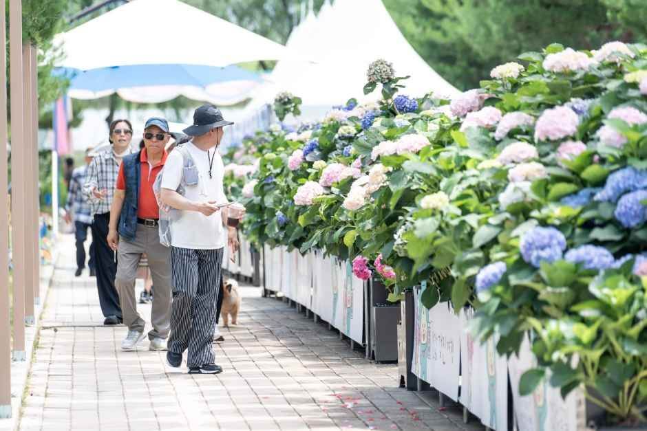 강진수국길축제 2026