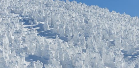 산에 나무들이 전부 새하얀 눈으로 덮혀져 있다.