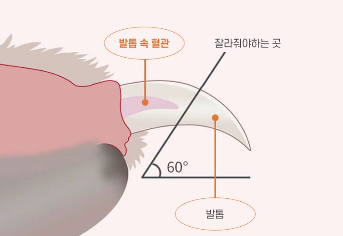 강아지 발톱깍는 방법/출처:쿠팡