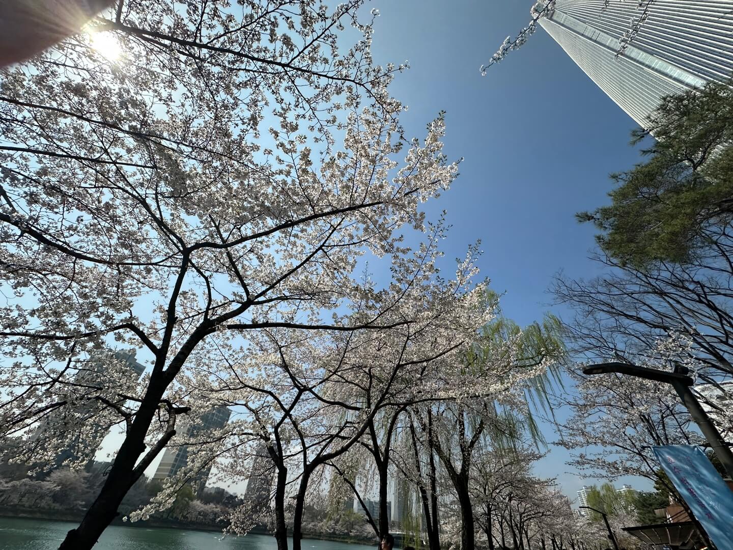 석촌호수 벚꽃 실시간