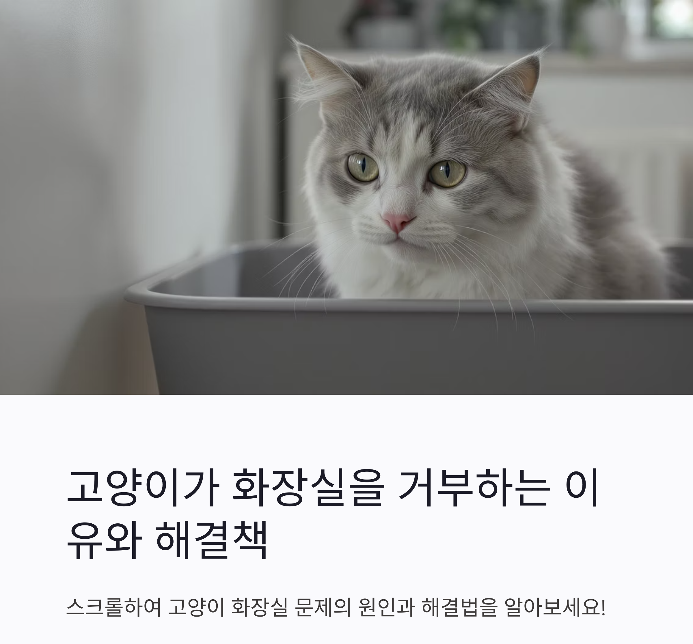 고양이의 화장실 문제, 원인부터 해결까지 한 번에 정리