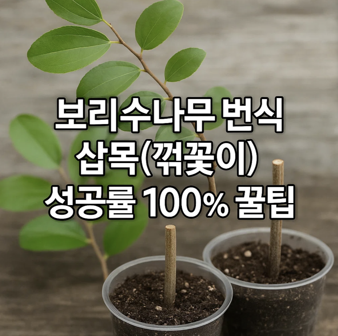 보리수나무 번식, 삽목(꺾꽂이) 성공률 100% 꿀팁