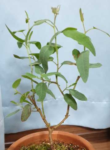 날파리 모기퇴치 식물