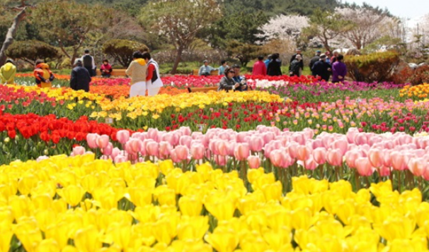 전국 봄꽃축제: 태안 세계 튤립축제
