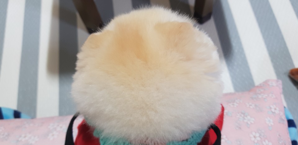 강아지가 싫어하는 행동 : 싫어하는 행동 23가지