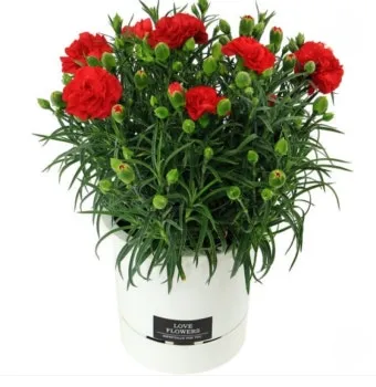 카네이션 화분 키우는 방법 생화 꽃바구니 관리_3