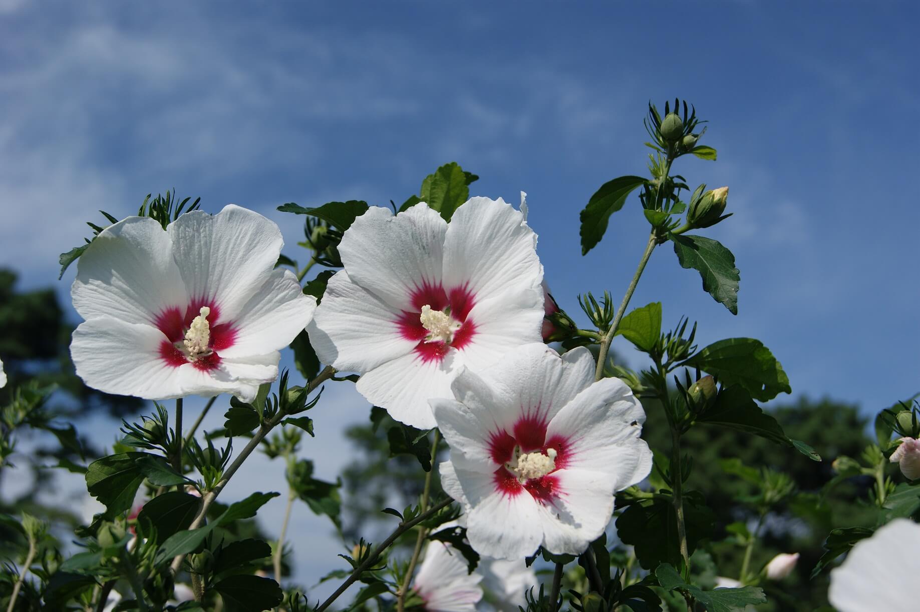 제헌절뜻과의미