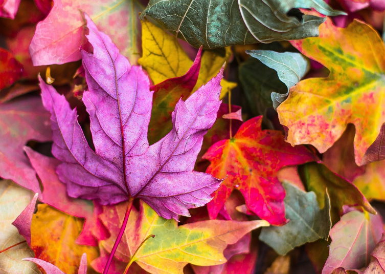 광릉수목원 예약 절차