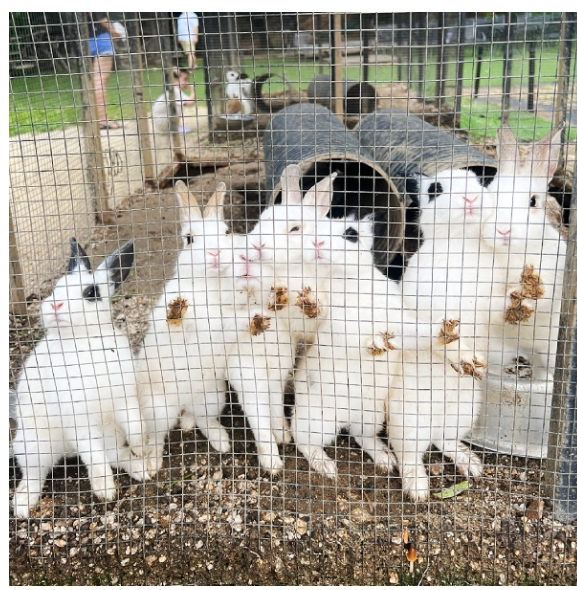 [서울 근교 여행지]산들소리 수목원 &amp; 낭만등불축제 후기