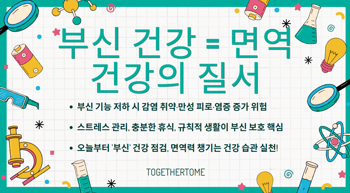 부신 건강 = 면역 건강의 질서