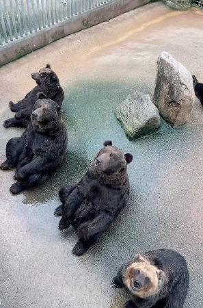 베어트리파크-입장료-할인-가을단풍축제