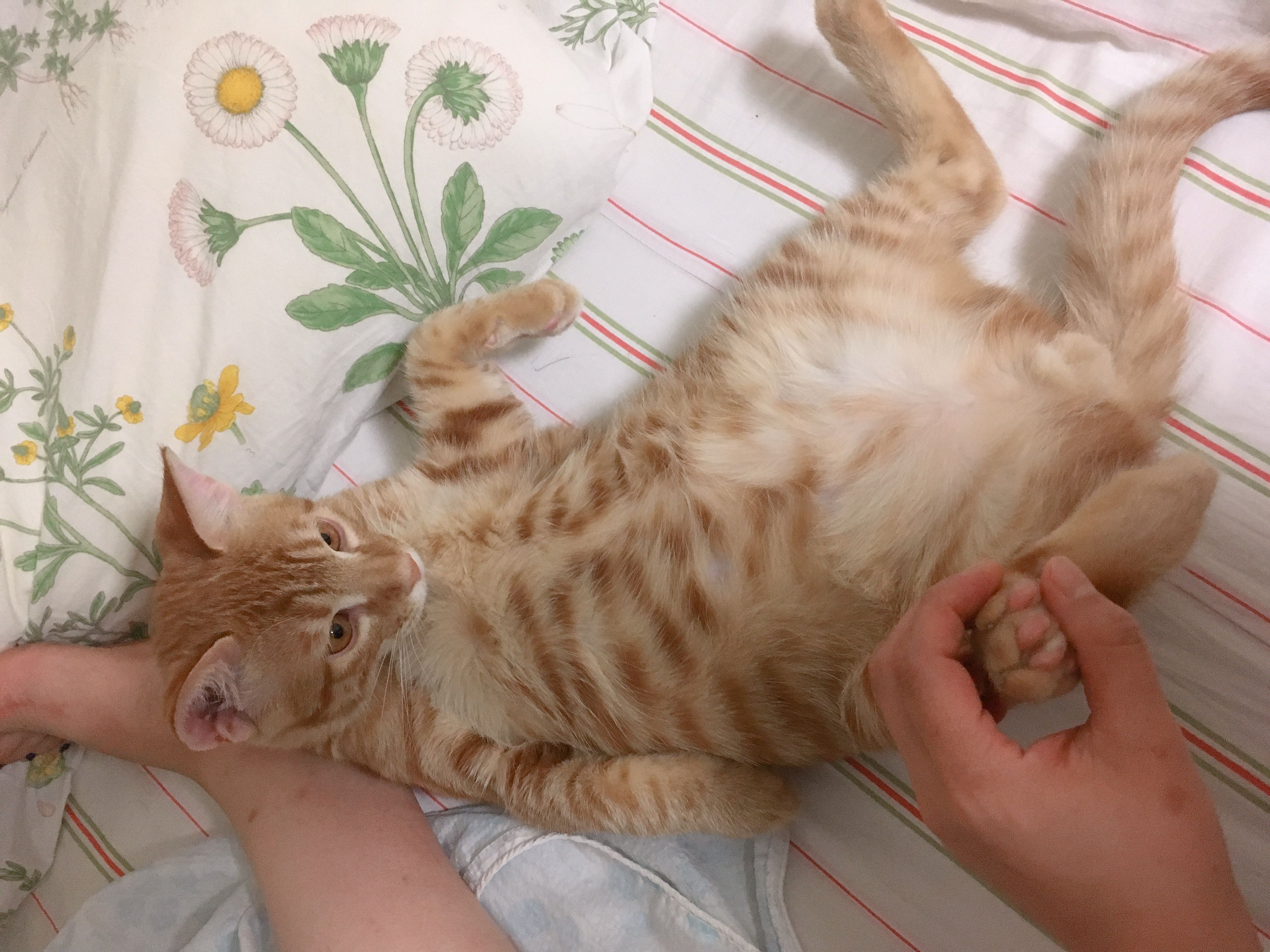 수컷 고양이 중성화