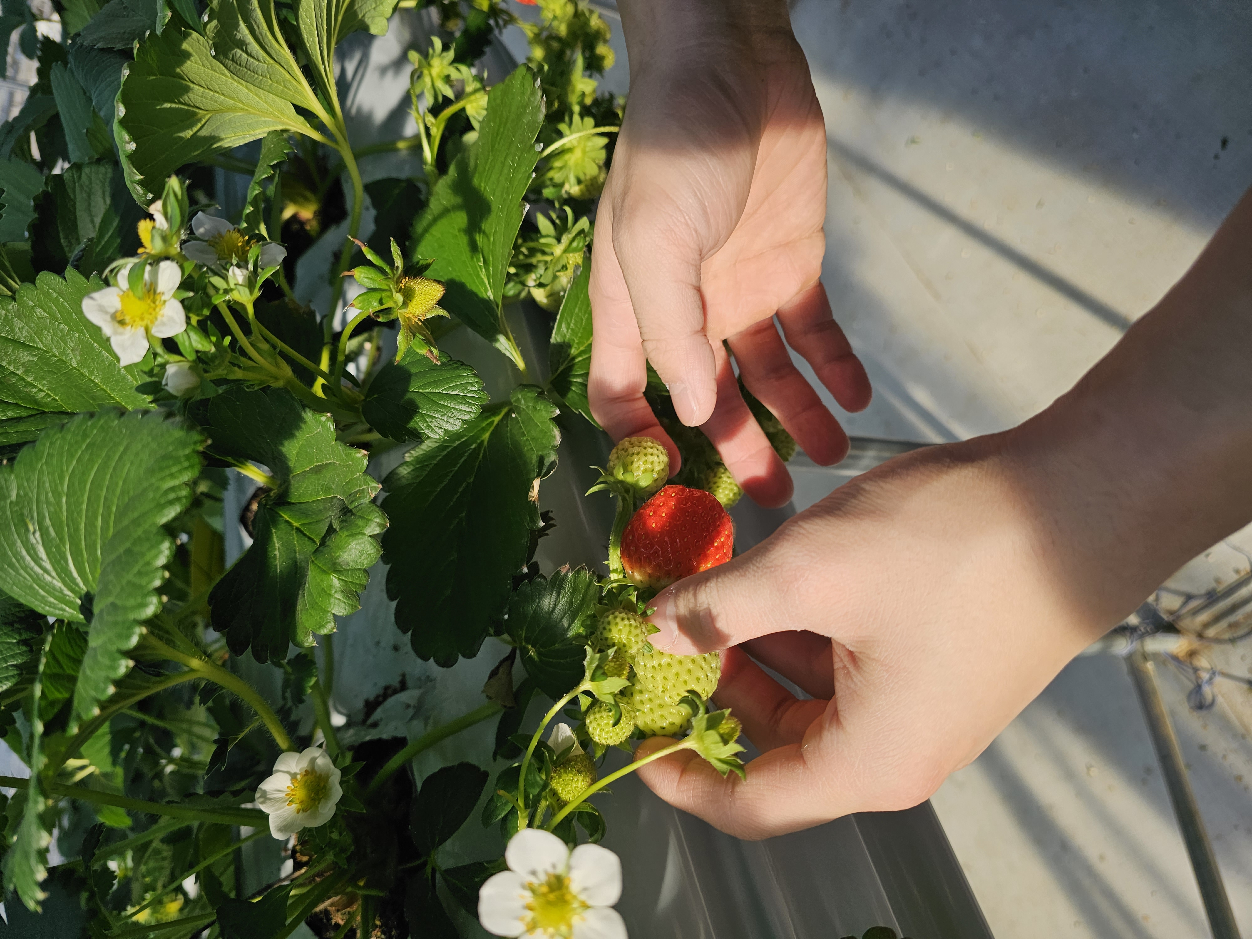 남양주 딸기체험 농장에서 딸기따는법을 배웠다.