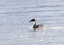 후닌 논병아리 회복 안정화 단계와 행동 고정화 과정 분석