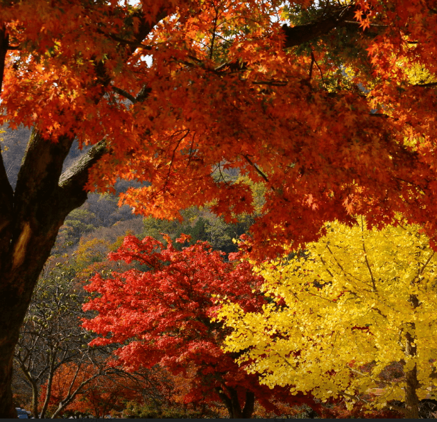 단풍축제 장성군 백양사