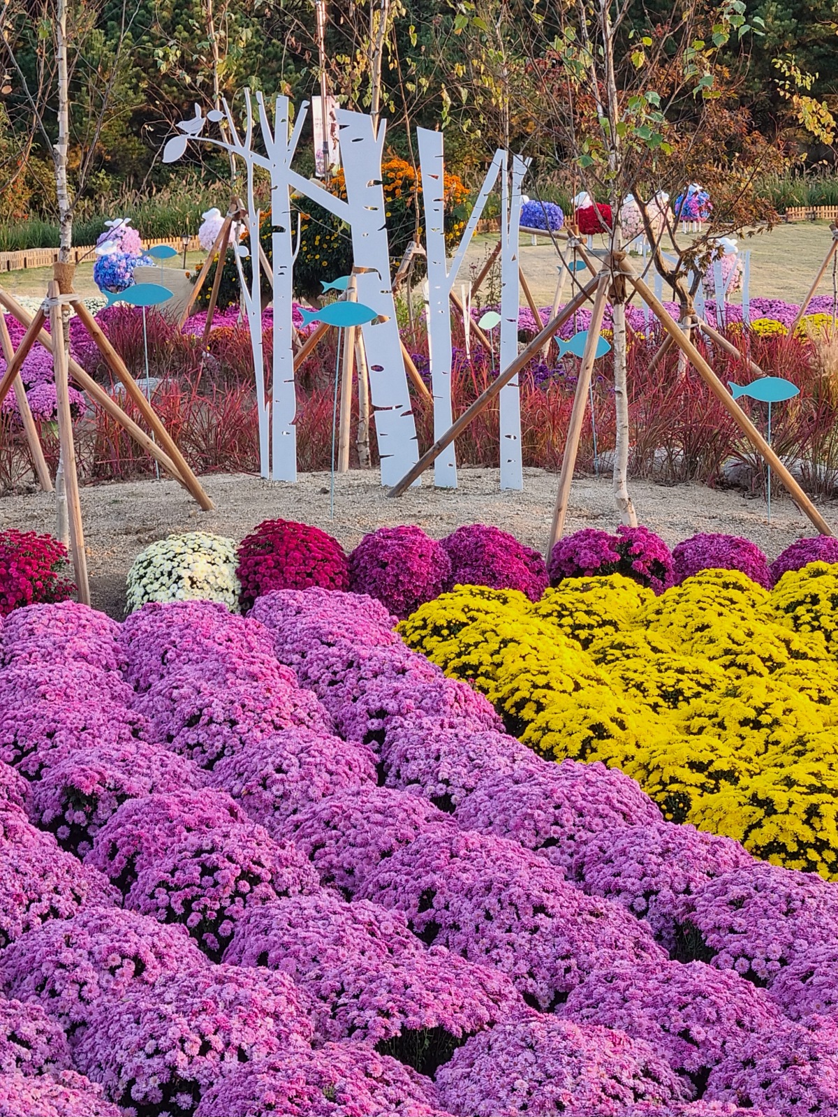 2024 강원도 인제 가을꽃 축제: 꽃길만 걷자 노을빛 국화 풍경, 단풍 후기 (10.17.)