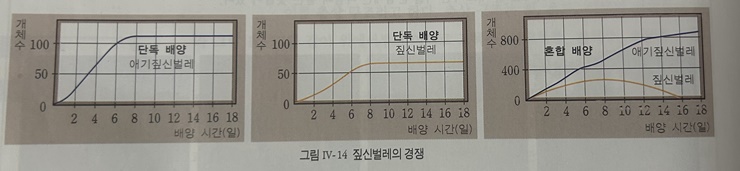 짚신-벌레의-경쟁