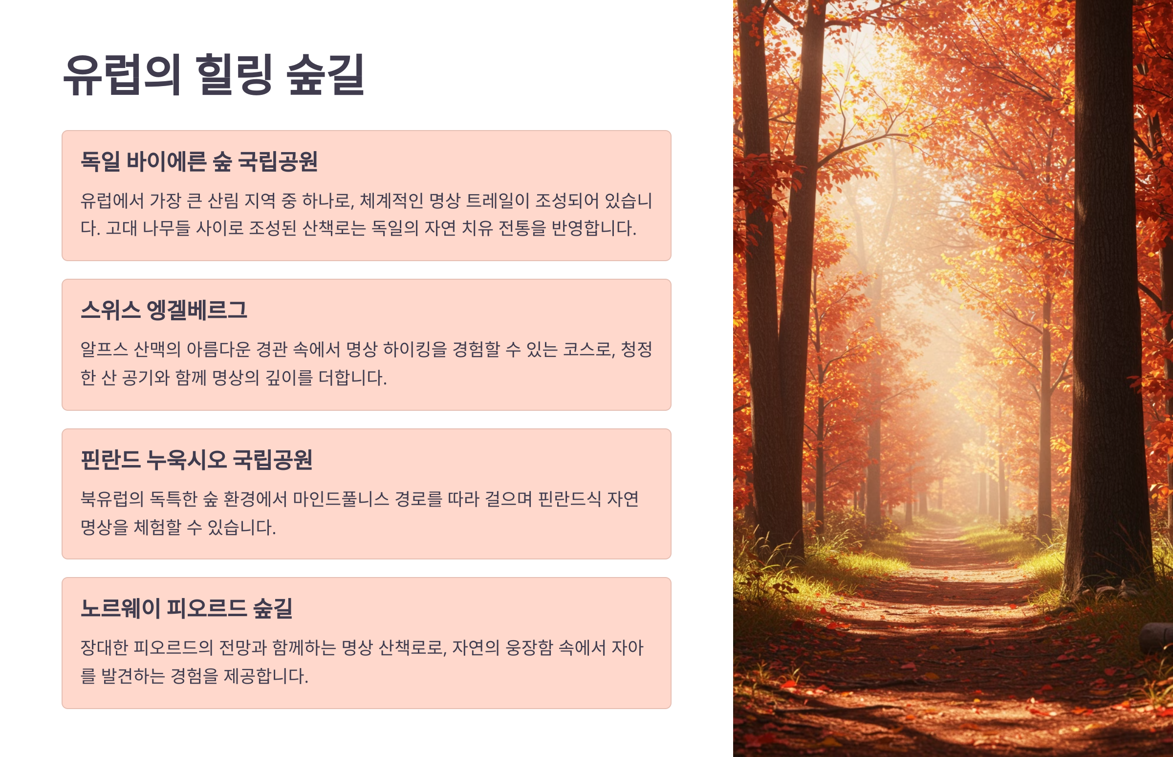 🌲 유럽의 힐링 숲길