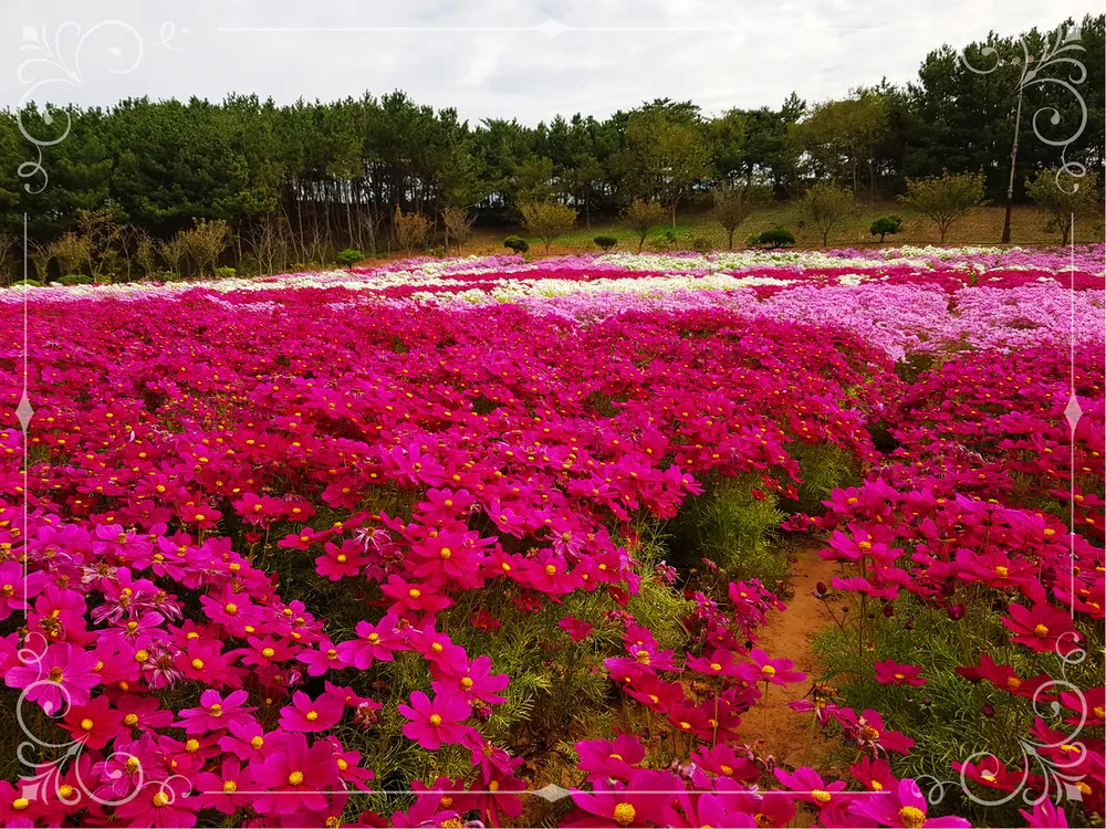 [당일치기 추천] 태안 가을꽃박람회 코리아플라워파크 행사정보 및 주차장 안내